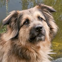 SLY sucht Menschen mit Hundeverstand, Hund zur Adoption