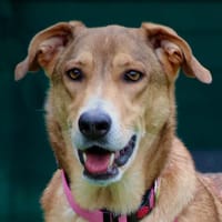 ATHENA, bildschöne Seele auf der Suche nach ihrem Zuhause, Hündin zur Adoption