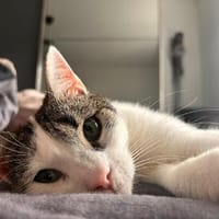Julek wartet sehnsüchtig, Kater zur Adoption