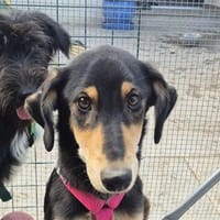 Micheline - wartet in 96160 Geiselwind, Hündin zur Adoption
