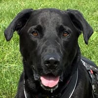 NICKI sucht seinen Menschen mit Hundeerfahrung., Hund zur Adoption