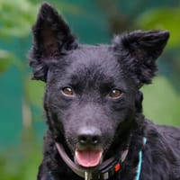 PULIN - kleiner Wirbelwind mit großem Charakter, Hund zur Adoption