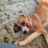 🐾 Effi sucht ihr Für-immer-Zuhause, Hündin zur Adoption