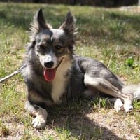 FRODO, liebenswürdiges, verschmustes Dreibein sucht, Hund zur Adoption