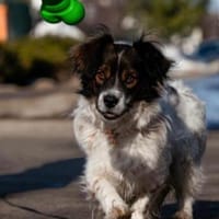 eine Chance für verwaisten Batler, Hund zur Adoption
