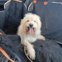 TOSHI braucht Liebe und etwas Geduld, Hund zur Adoption