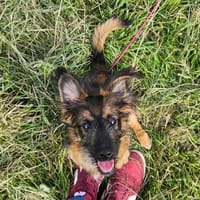 Benio - kleiner Mann sucht sein Zuhause, Hund zur Adoption