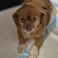 Kleine Pupuça, Hündin zur Adoption