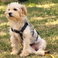 Tiffany sucht ihre Familie ❤, Hündin zur Adoption