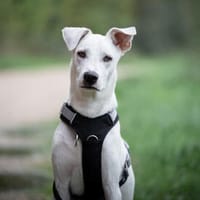 Geben Sie Artemis eine Chance?, Hund zur Adoption