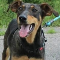 Aufgeschlossene BETA sucht eine treue Familie, Hündin zur Adoption