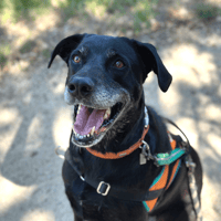 maki, chien à adopter