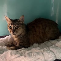 ARIEL, chatte à adopter