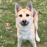 Taya CAA16060, chienne à adopter
