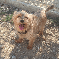 Romy, chienne à adopter