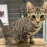 vamesse, chatte à adopter