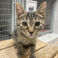 gely, chatte à adopter