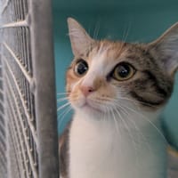 NALA, chatte à adopter