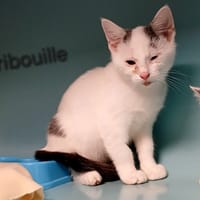 Gribouille, chat à adopter