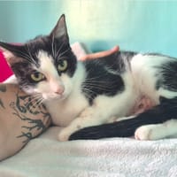 MOLLY, chatte à adopter