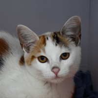 Kitty, chatte à adopter