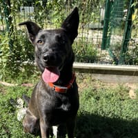 MARLA, chienne à adopter