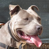 BING, chien à adopter