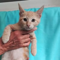 Betterave, chatte à adopter