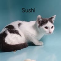 Sushi, chat à adopter