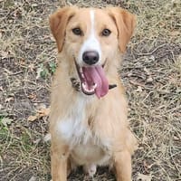 CHARLY, chien à adopter