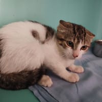 Mars, chat à adopter