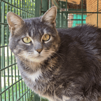 GRIBOUILLE, chatte à adopter