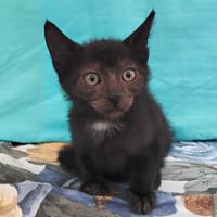 Bédouze, chat à adopter