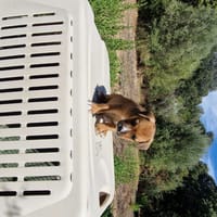 KEN, chien à adopter