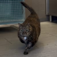 MINNIE, chatte à adopter