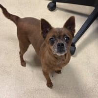 Coquette PAA24433, chienne à adopter