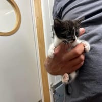 BAMBI, chat à adopter