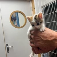 BLANCHE NEIGE, chatte à adopter