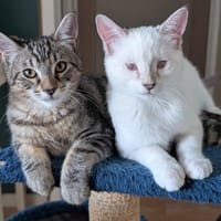 PEACH et KIWI, chatte à adopter