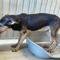CANYON, chien à adopter
