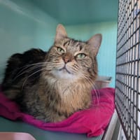Lila, chatte à adopter