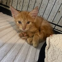GOODY, chatte à adopter