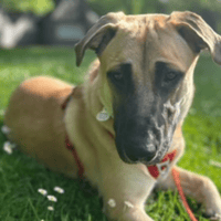 Loki, chien à adopter