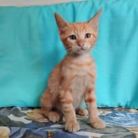 Beets, chatte à adopter