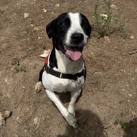 Nala, chienne à adopter