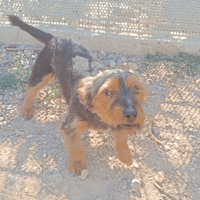 Tao, chien à adopter