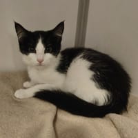 SINDY, chatte à adopter