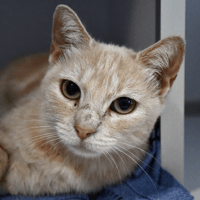 Mams, chatte à adopter