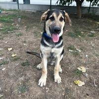BALOO, chien à adopter