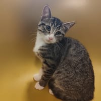 Sylvestre, chat à adopter
